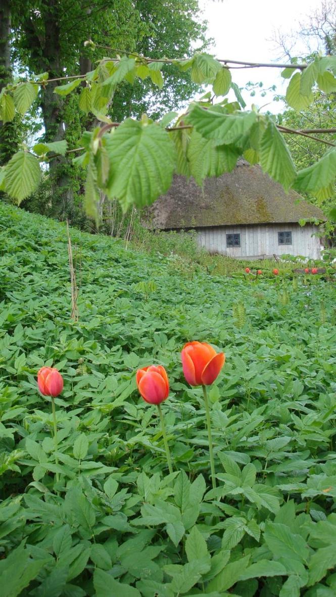 Lillemollens Bed & Breakfast Orbaek  Εξωτερικό φωτογραφία